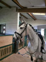 Vente de cheval : Olindo